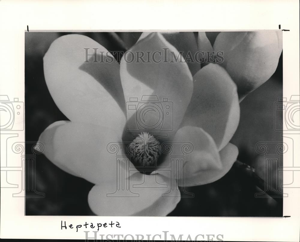 1991 Press Photo Magnolia Heptapeta - Historic Images