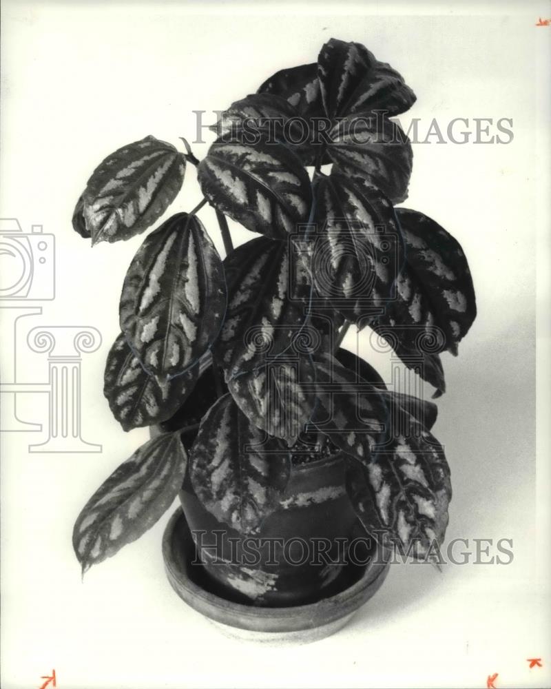 1981 Press Photo Aluminum Plant - Historic Images
