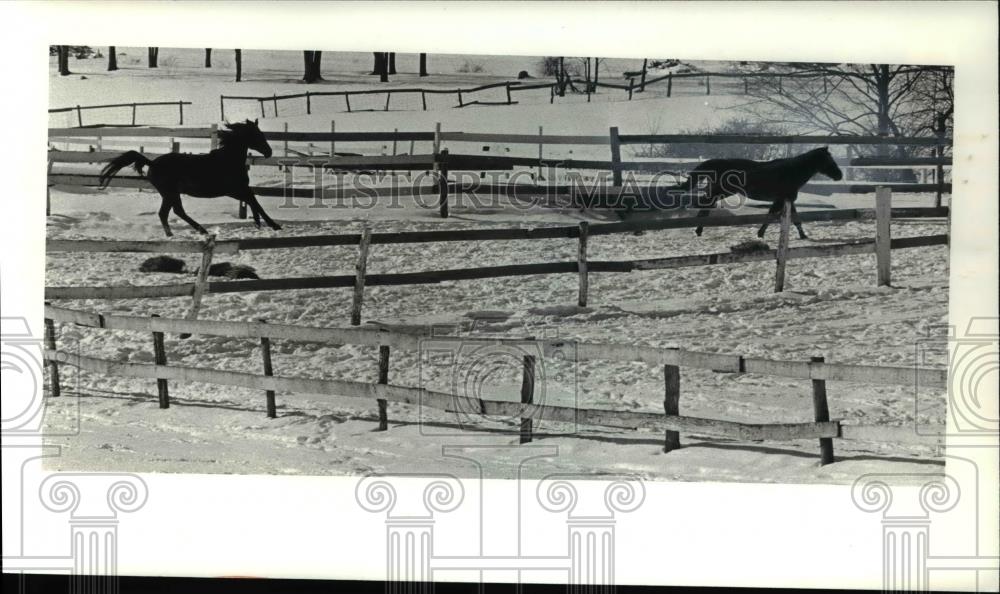 1980 Press Photo The horses enjoy the snow at Wilcox Stables Sperry - Historic Images