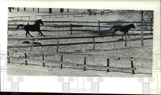 1980 Press Photo The horses enjoy the snow at Wilcox Stables Sperry - Historic Images