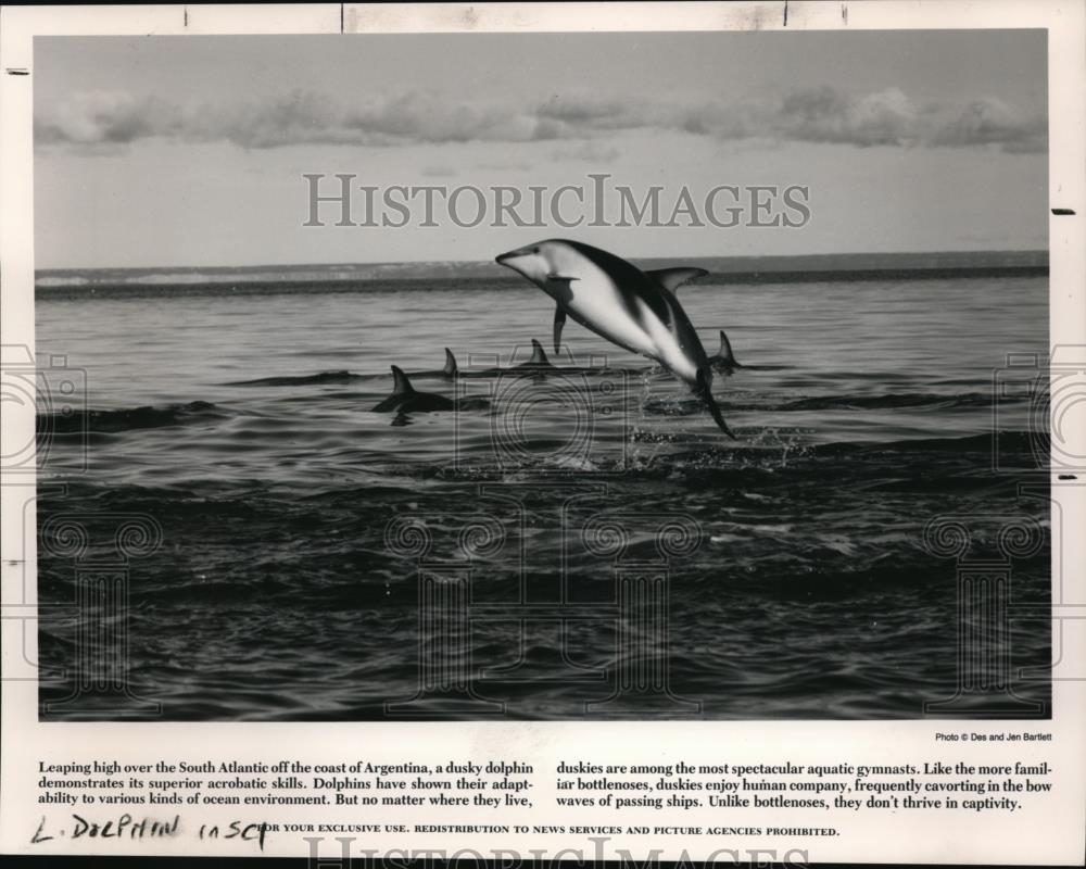1990 Press Photo Dolphins at South Atlantic coast of Argentina - Historic Images