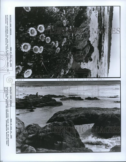 1993 Press Photo California Asilomar - cva53353 - Historic Images