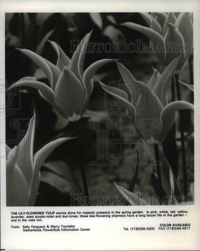 1994 Press Photo The Lily- Flowered Tulip in the Spring Garden - Historic Images