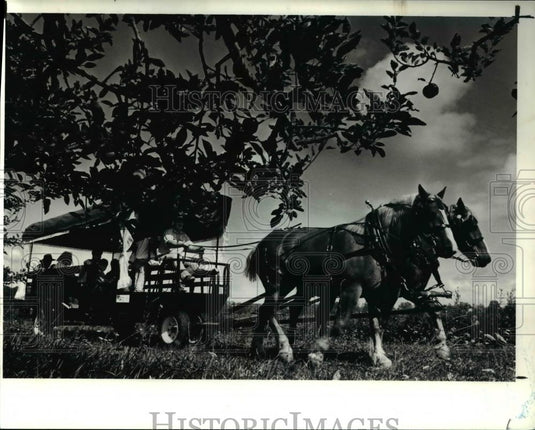 1990 Press Photo Jim Grospitch leads Belgian Daft Horses with Brandy & Kasper - Historic Images