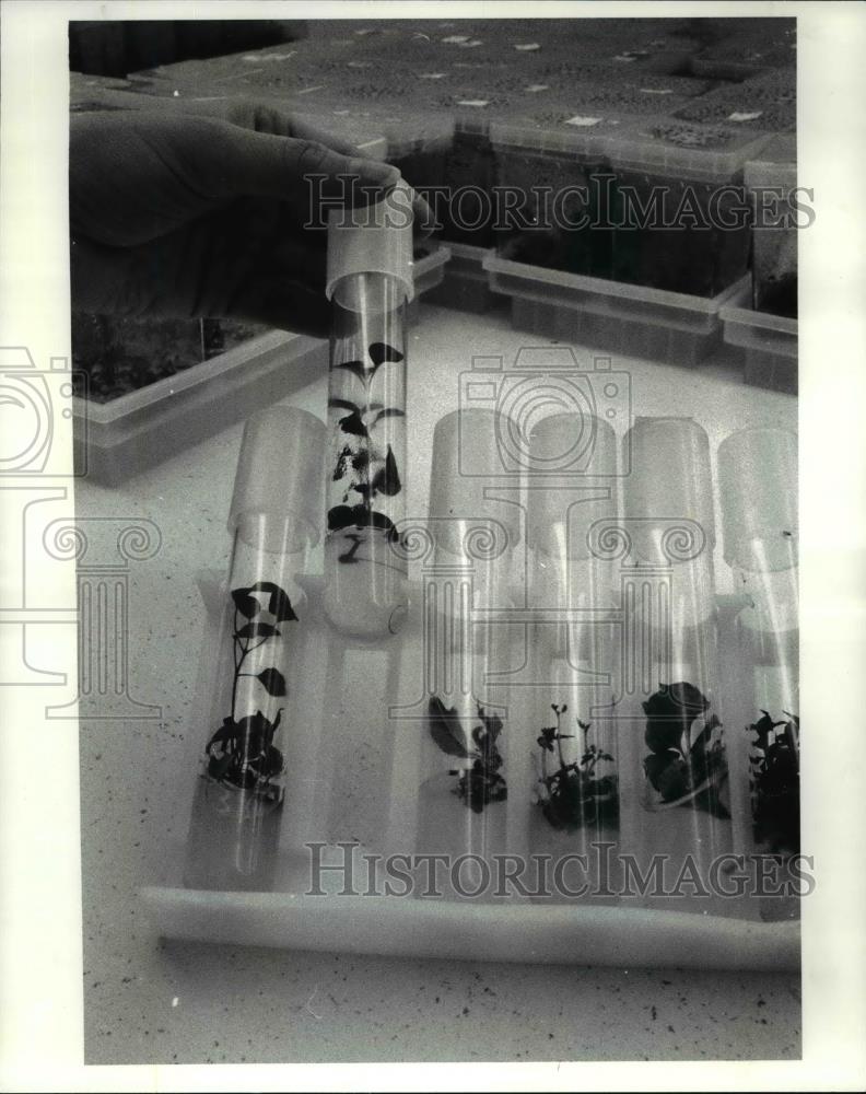 1986 Press Photo Closeup of culture tubes in culture lab - Historic Images