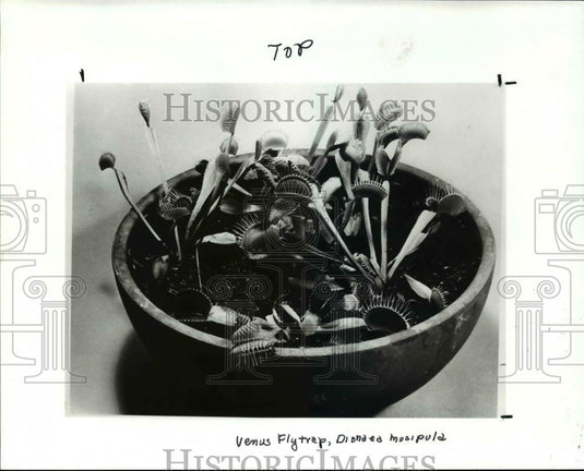 1989 Press Photo Venus Flytrap Dionaea Muscipula plants, - Historic Images