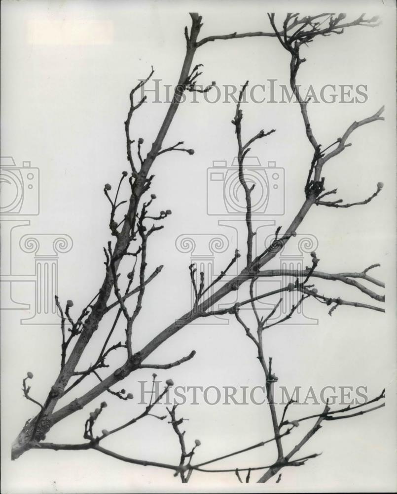 1981 Press Photo Dogwoods in the gardens - Historic Images