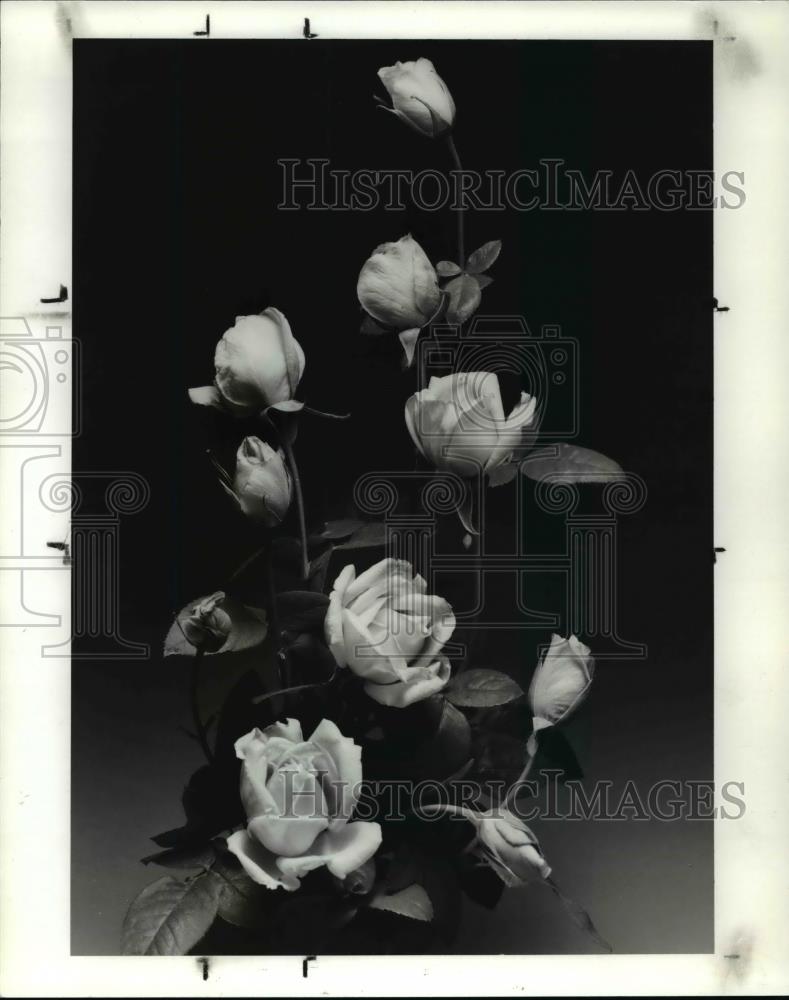 1988 Press Photo Blue Skies blue hyrid tea rose - Historic Images