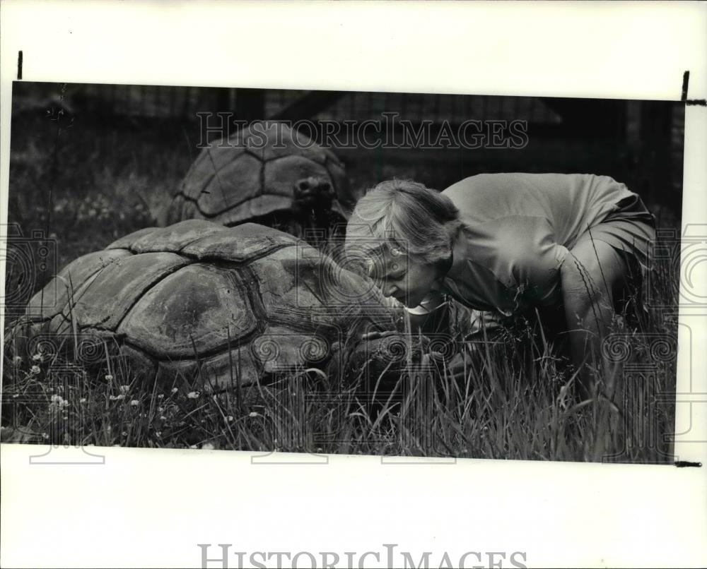 1990 Press Photo June Masek says goodbye with the Aldabra tortoises - Historic Images