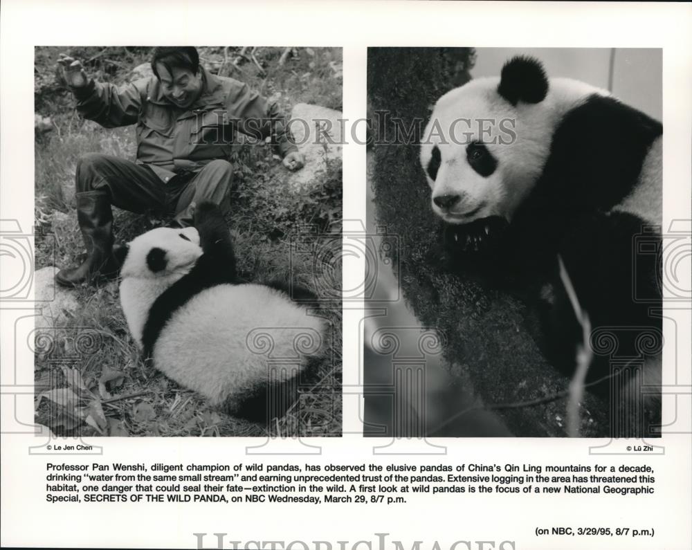 1995 Press Photo Pan Wenshi in Secrets Of The Wild Panda - cvp72431 - Historic Images