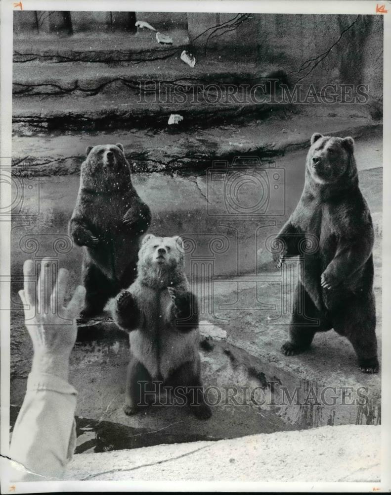 1977 Press Photo The Kodiak bears at the Cleveland Metroparks Zoo - cva56507 - Historic Images