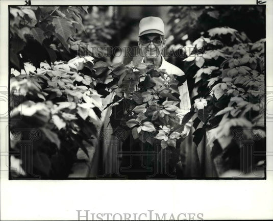 1982 Press Photo Anthony Zupanic with the poinsettias at the city greenhouse - Historic Images