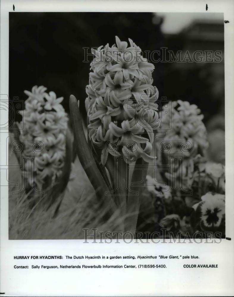 1992 Press Photo Flowers &amp; Plants - Historic Images