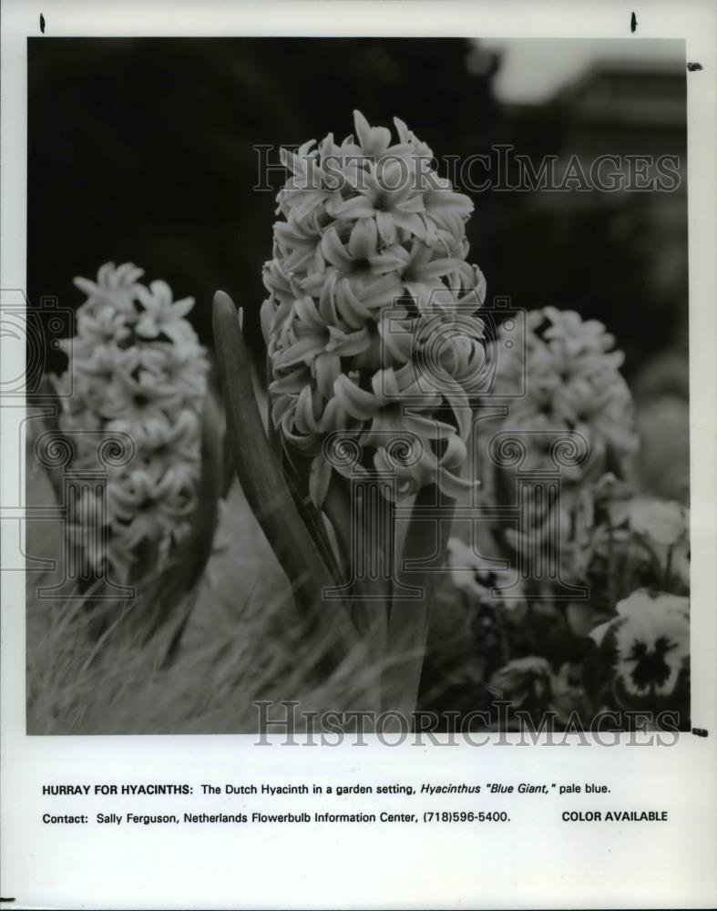 1992 Press Photo Flowers & Plants - Historic Images