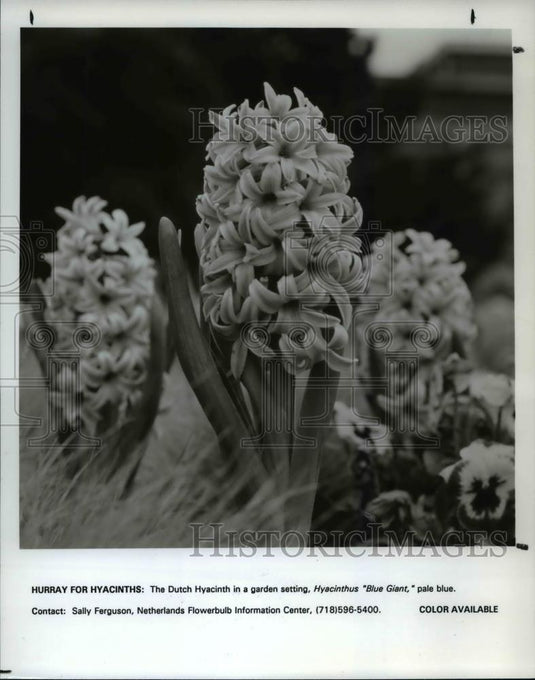 1992 Press Photo Flowers & Plants - Historic Images