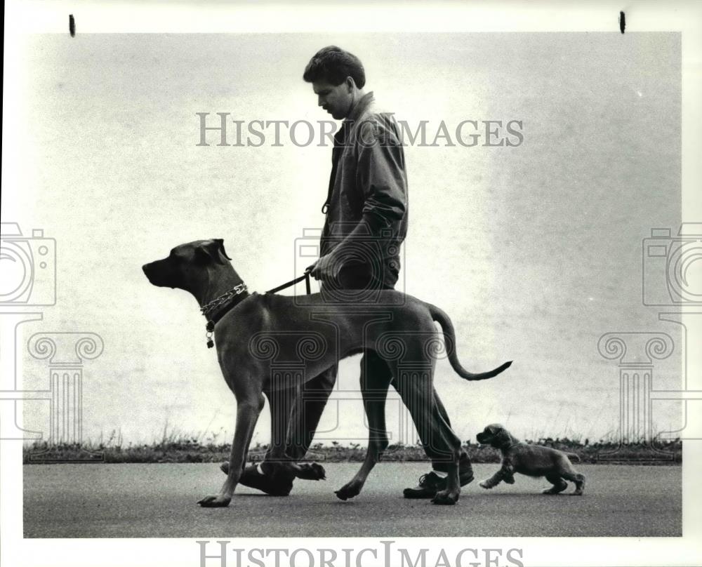 1987 Press Photo Bob Jovorsky walks with his Great Dane and Cocker Spaniel - Historic Images