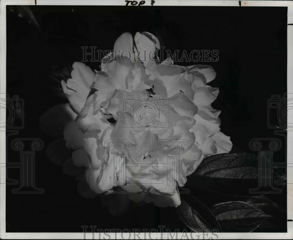 1979 Press Photo Peony - Historic Images