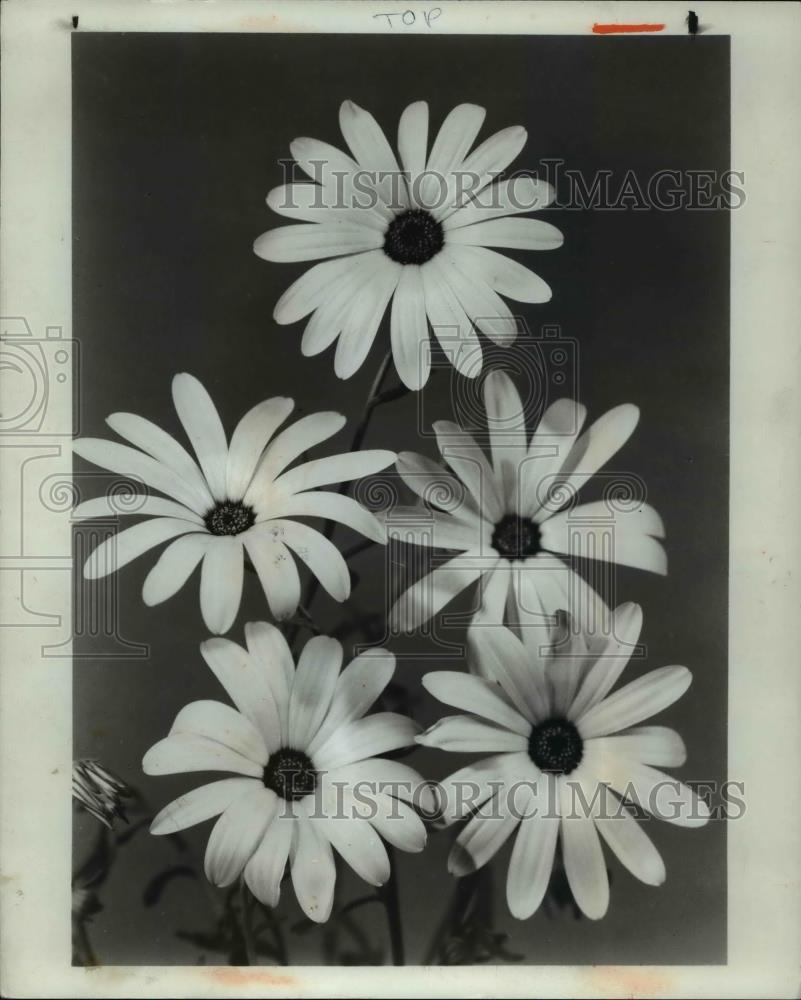 1982 Press Photo African Daisies - Historic Images