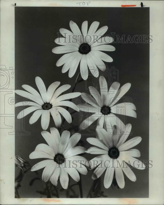 1982 Press Photo African Daisies - Historic Images