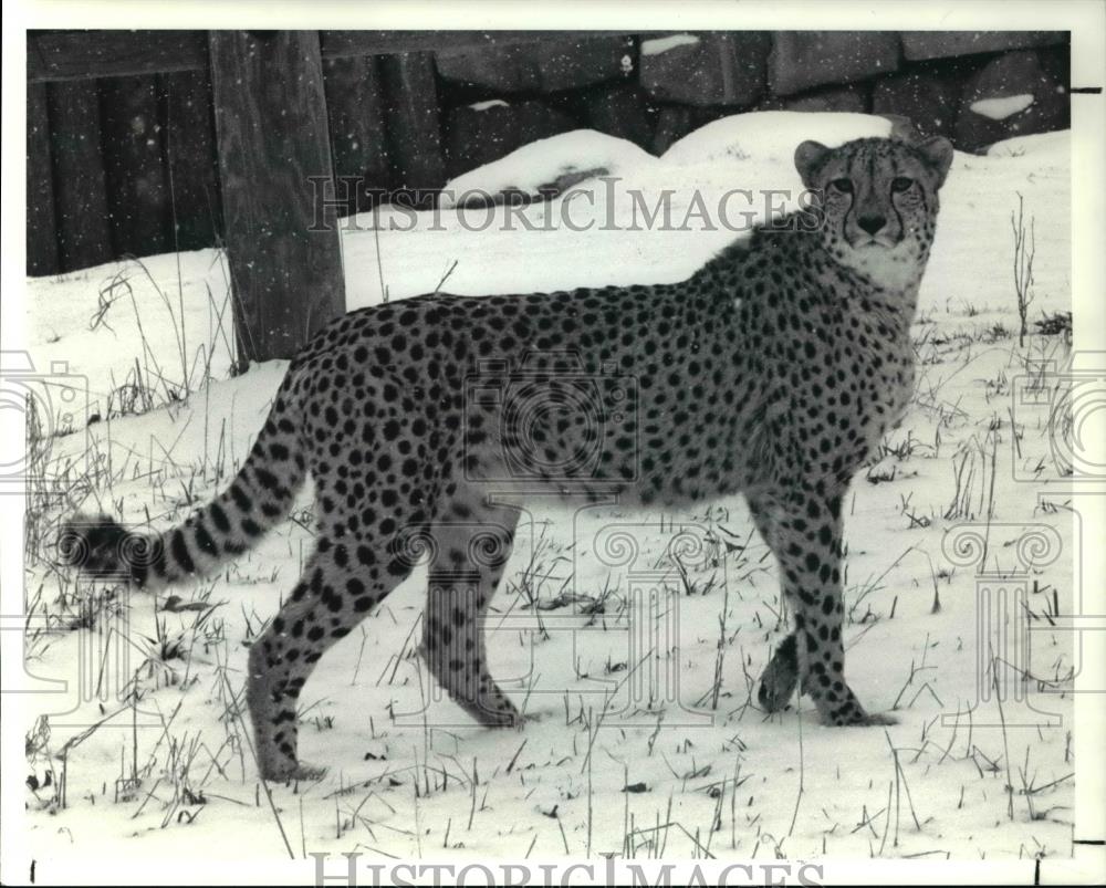 1991 Press Photo The cheetah at the zoo - Historic Images