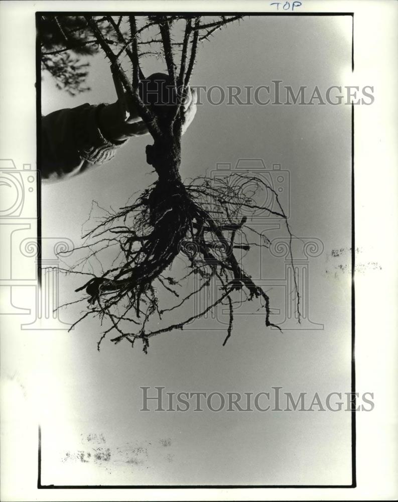 1985 Press Photo A top quality rose for planting, Rose roots &amp; bud union - Historic Images