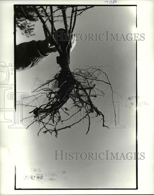 1985 Press Photo A top quality rose for planting, Rose roots & bud union - Historic Images