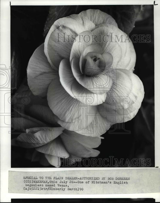 1990 Press Photo English begoniasn named Venus - Historic Images