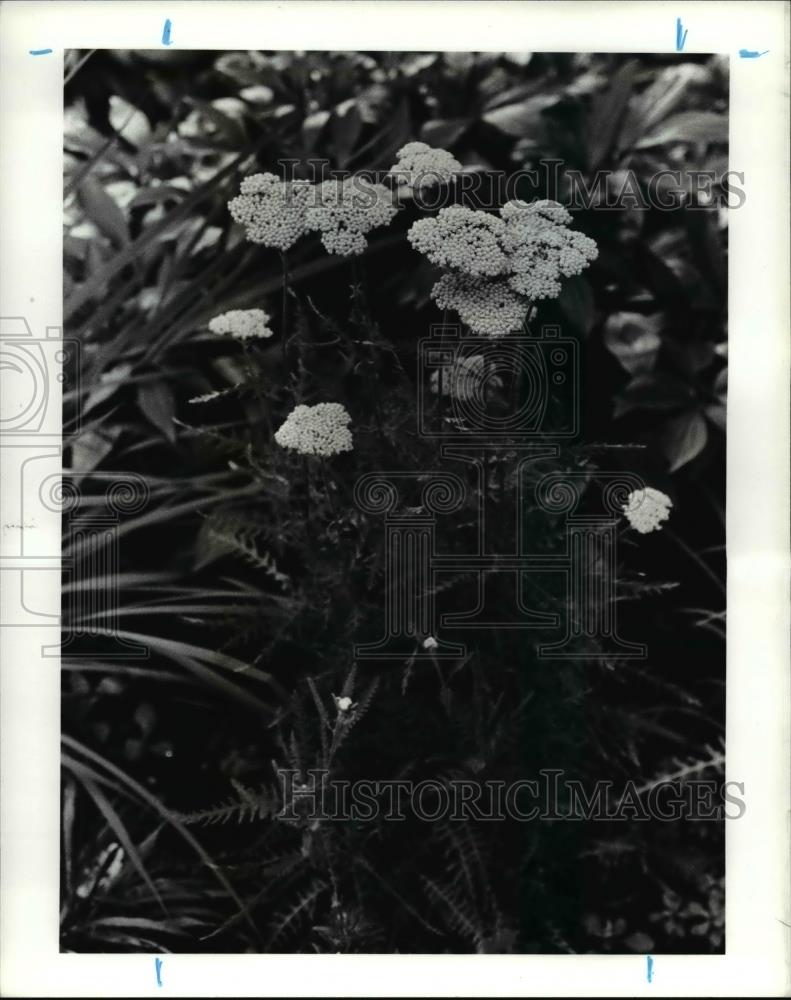 1985 Press Photo The garden of flowers and herbs of Brude and Doris Kennedy - Historic Images