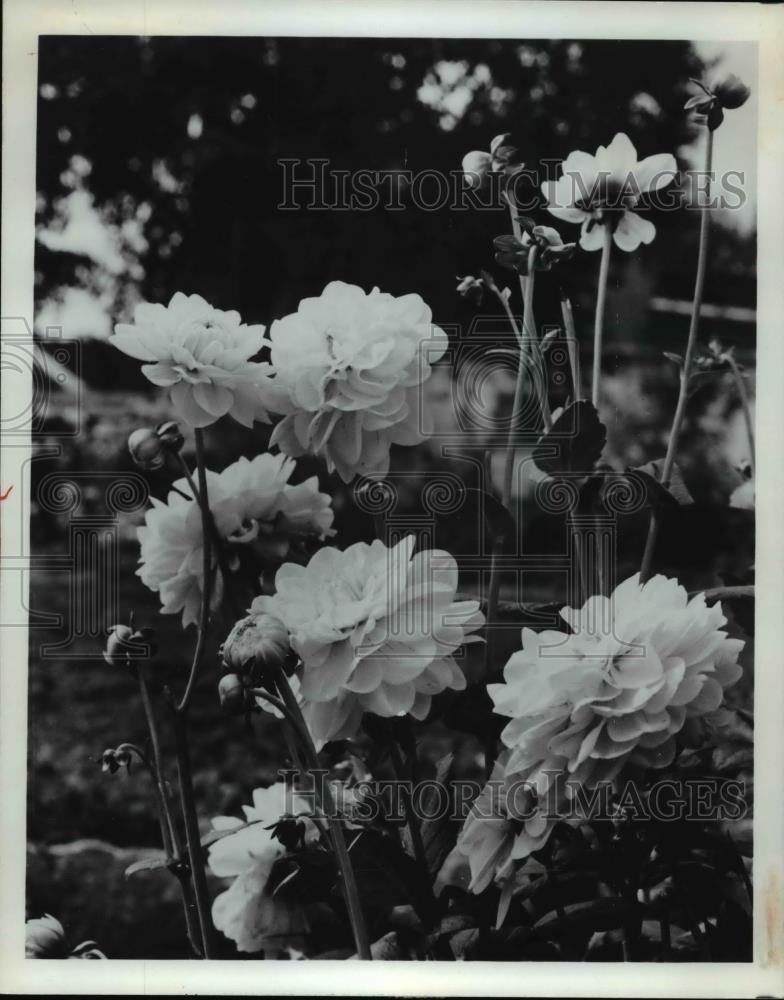 1984 Press Photo Flowers Dahlias - Historic Images