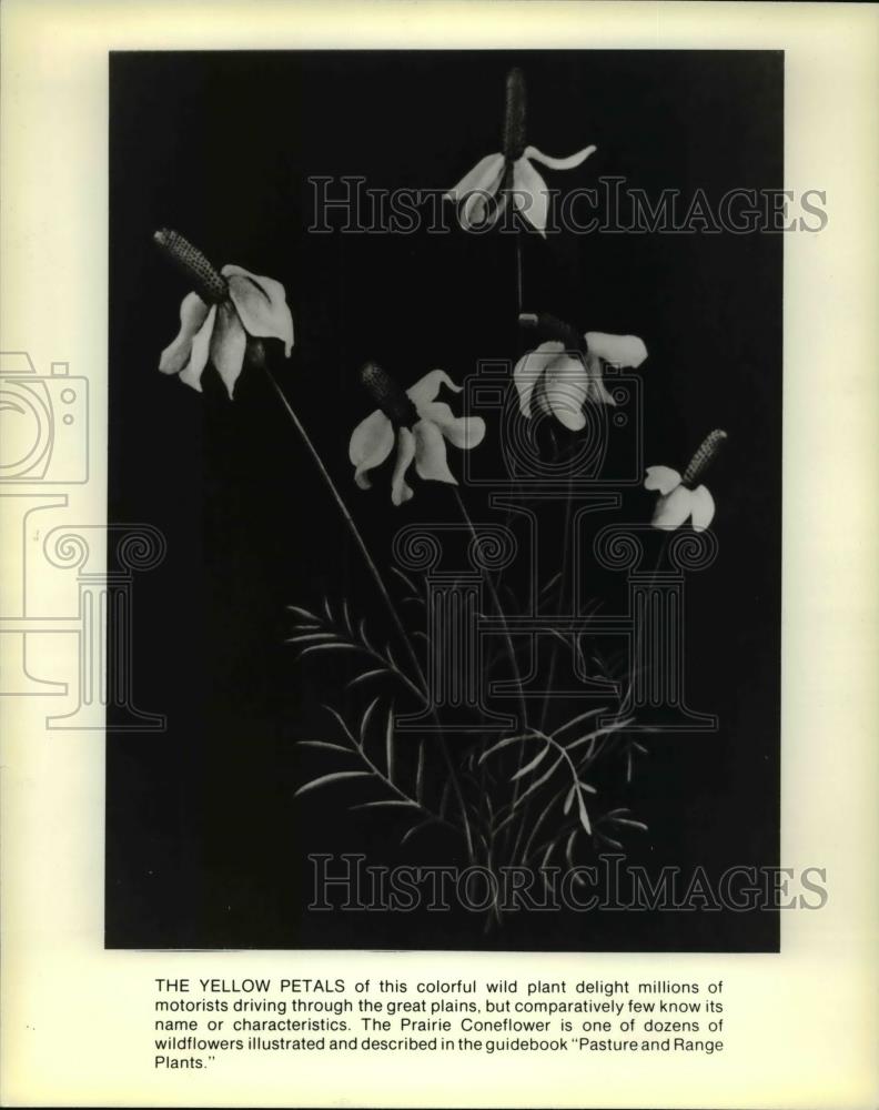 1978 Press Photo The Prairie Coneflower - Historic Images