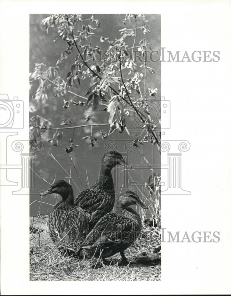 1983 Press Photo Ducks at Wilson Feed mill - Historic Images