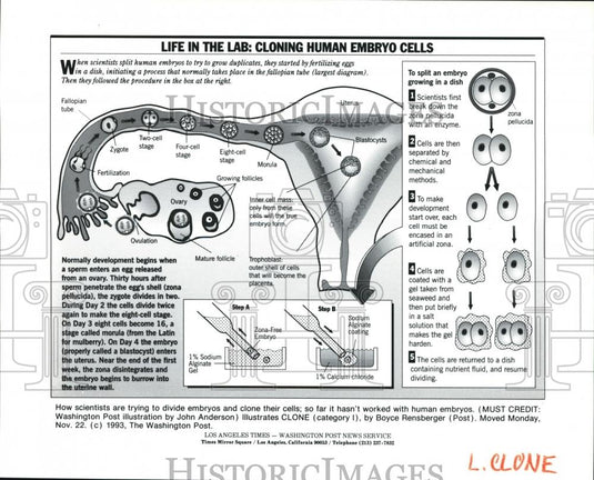 1993 Press Photo The cloning human embryo cells diagram - Historic Images