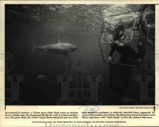 1990 Press Photo 15-foot white shark near an ablone diver's mobile cage - Historic Images