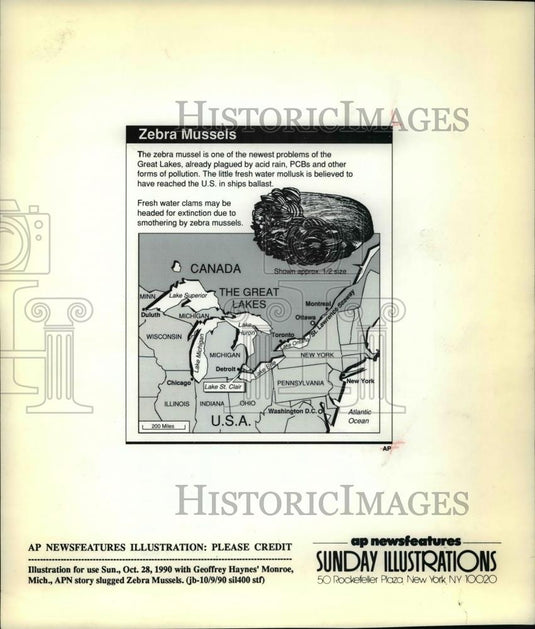 1990 Press Photo The zebra mussels, one of the newest problems of the Great Lake - Historic Images