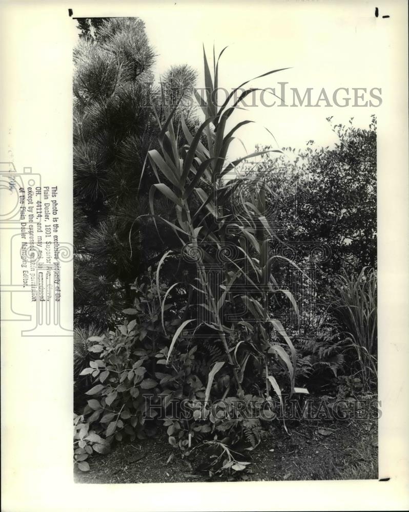 1988 Press Photo Giant Reed Grass Plants - Historic Images