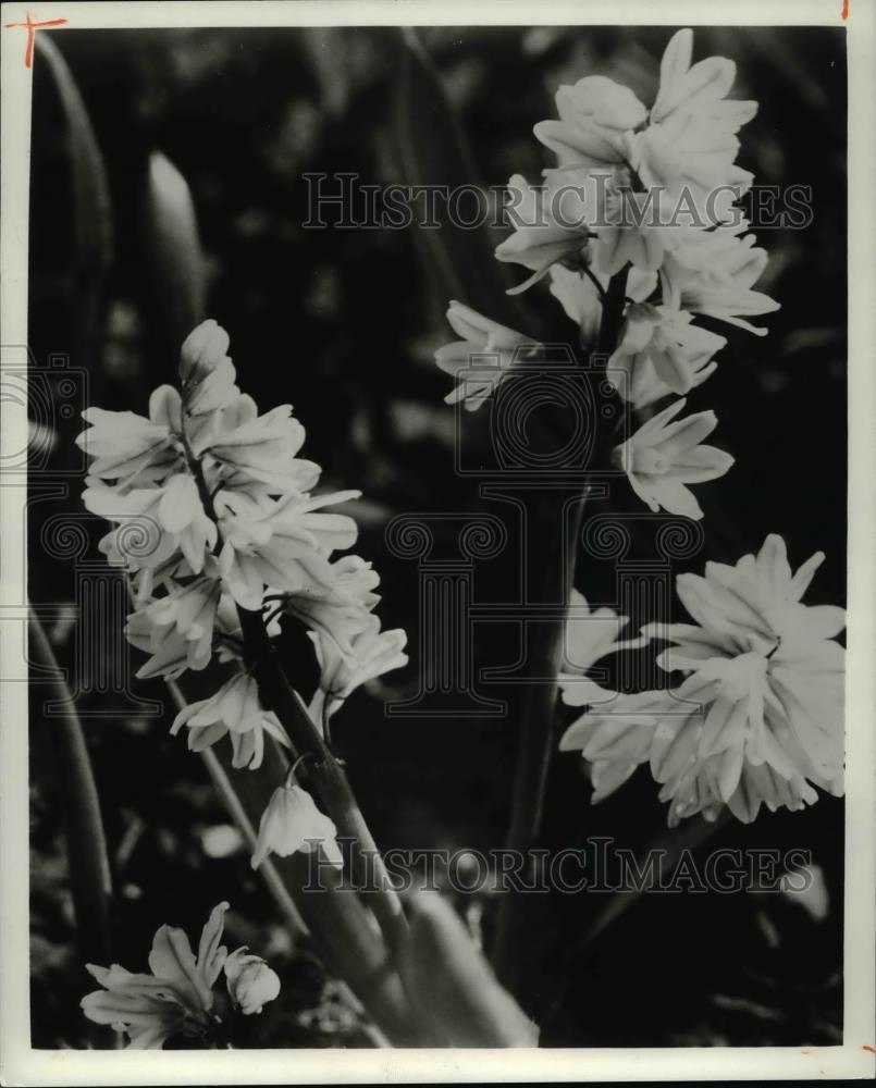 1981 Press Photo Flowers &amp; Plants - Chinodoxa - Historic Images