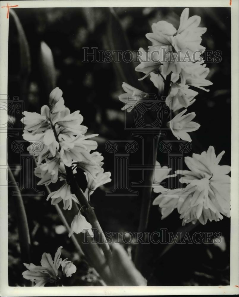 1981 Press Photo Flowers & Plants - Chinodoxa - Historic Images