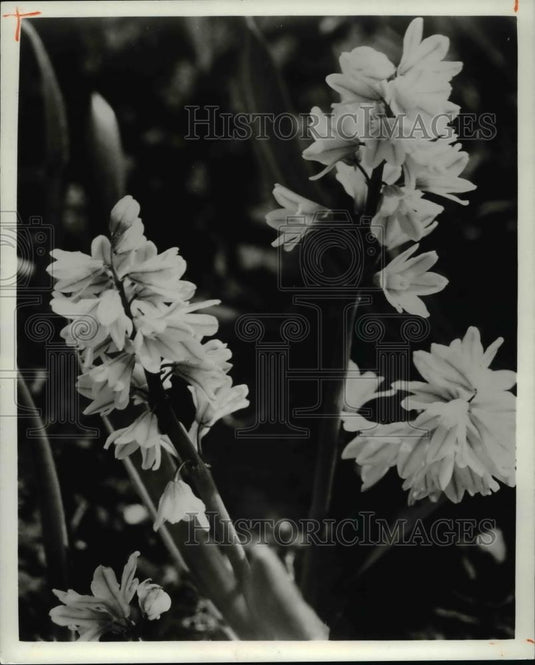 1981 Press Photo Flowers & Plants - Chinodoxa - Historic Images