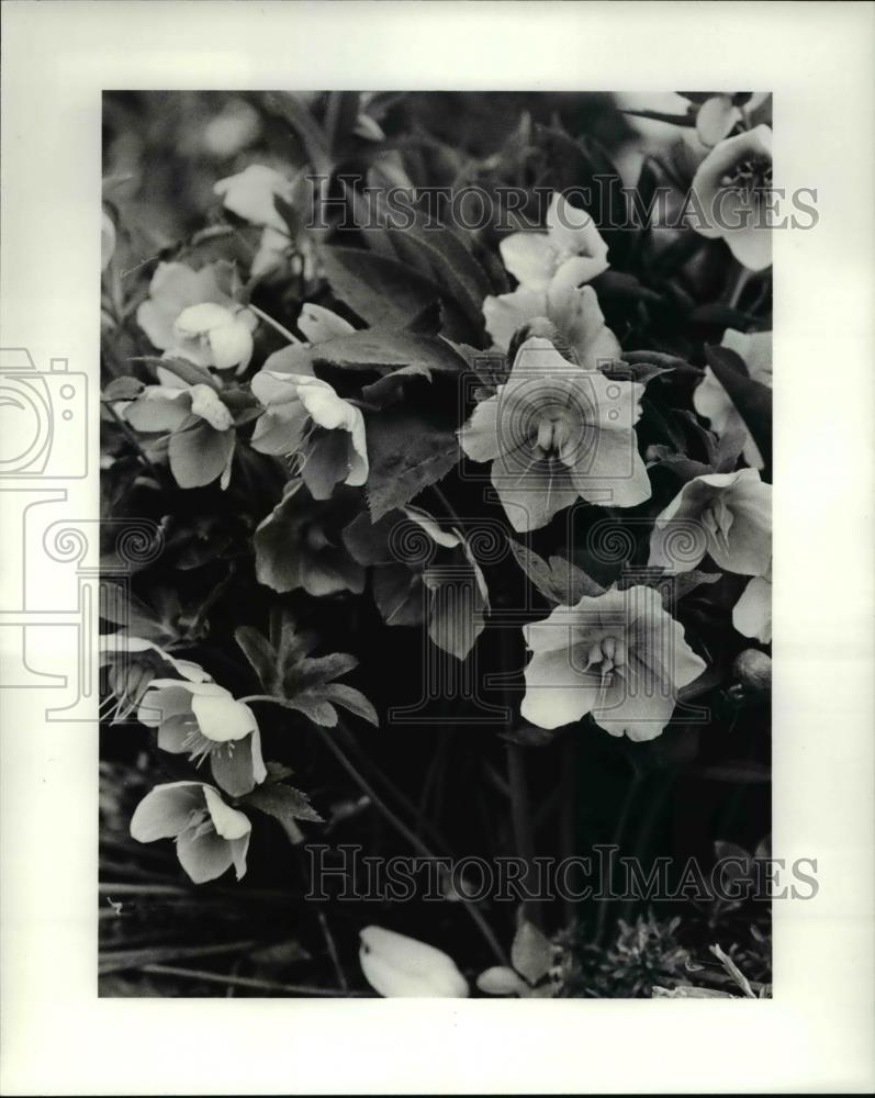 1985 Press Photo Close up of variety of flowers in Bloom. - Historic Images