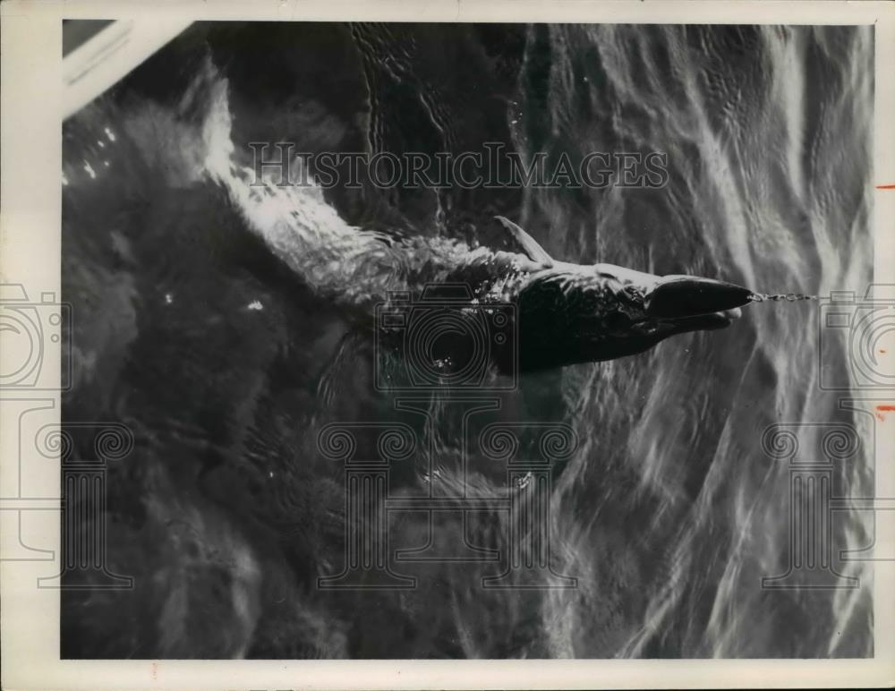 1977 Press Photo Great Northern fish pike - Historic Images