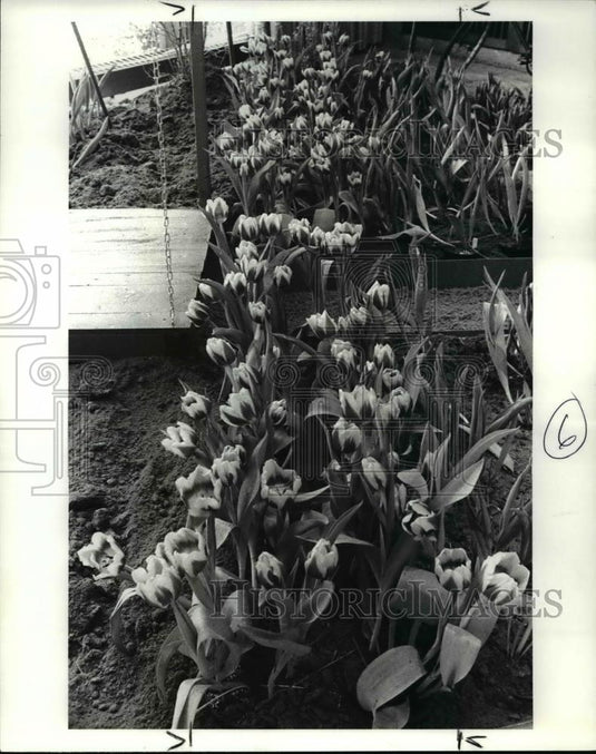 1984 Press Photo Spring Flower Show Kaizerkron Tulips - Historic Images
