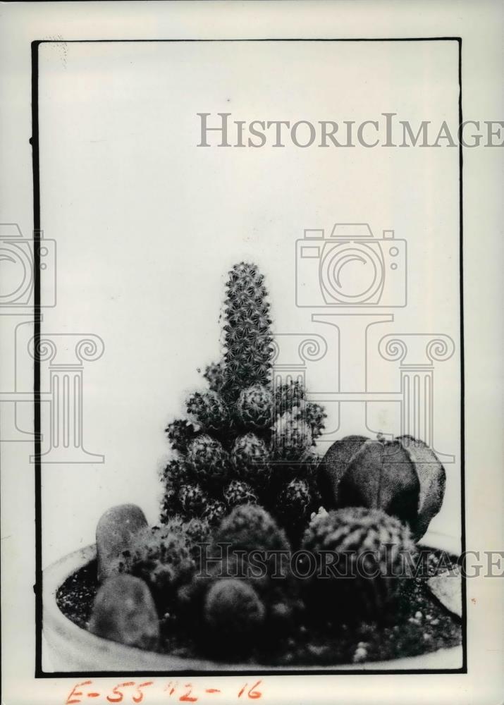 1977 Press Photo The different cacti - Historic Images