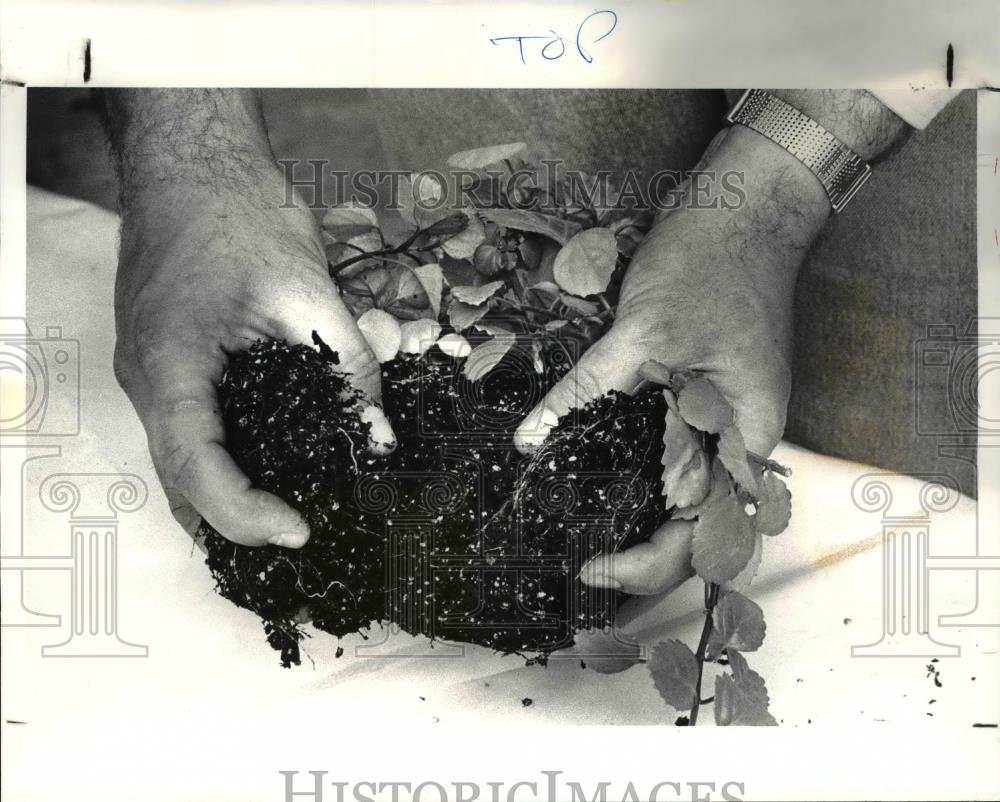 1987 Press Photo Plant Propagation - Holden Arboretom - 532 - Historic Images