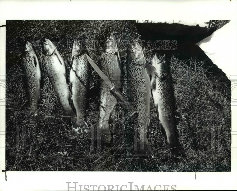 1986 Press Photo Rainbow Trout - Historic Images