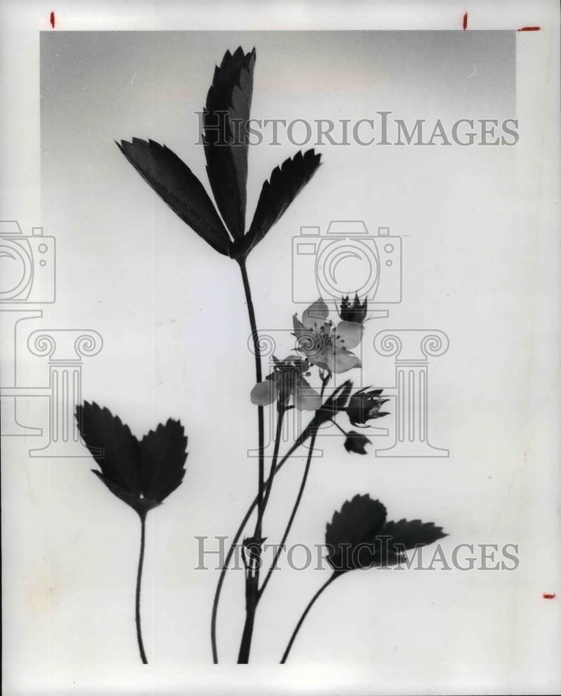 1978 Press Photo Wild strawberry plant - Historic Images