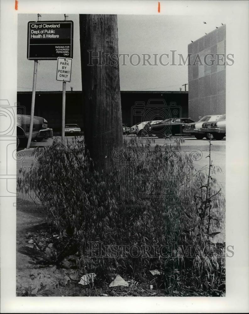 1978 Press Photo Weed growing in front of the Cleveland Department of Health - Historic Images