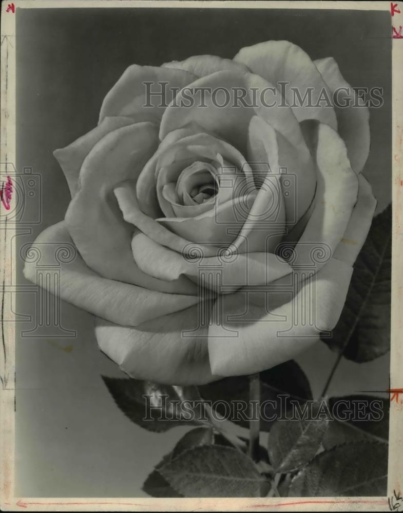 1996 Press Photo Roses - Historic Images