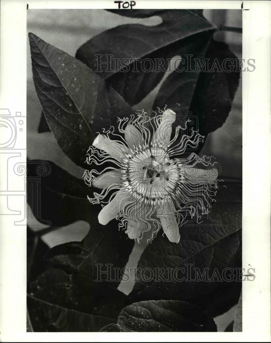 1985 Press Photo The Passion Flower Blossom or the Passiflora - Historic Images