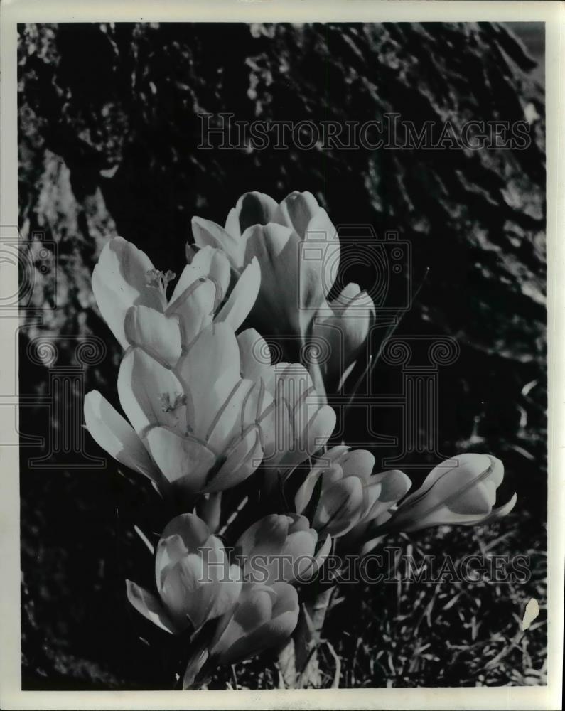 1987 Press Photo The crocuses - cva60477 - Historic Images