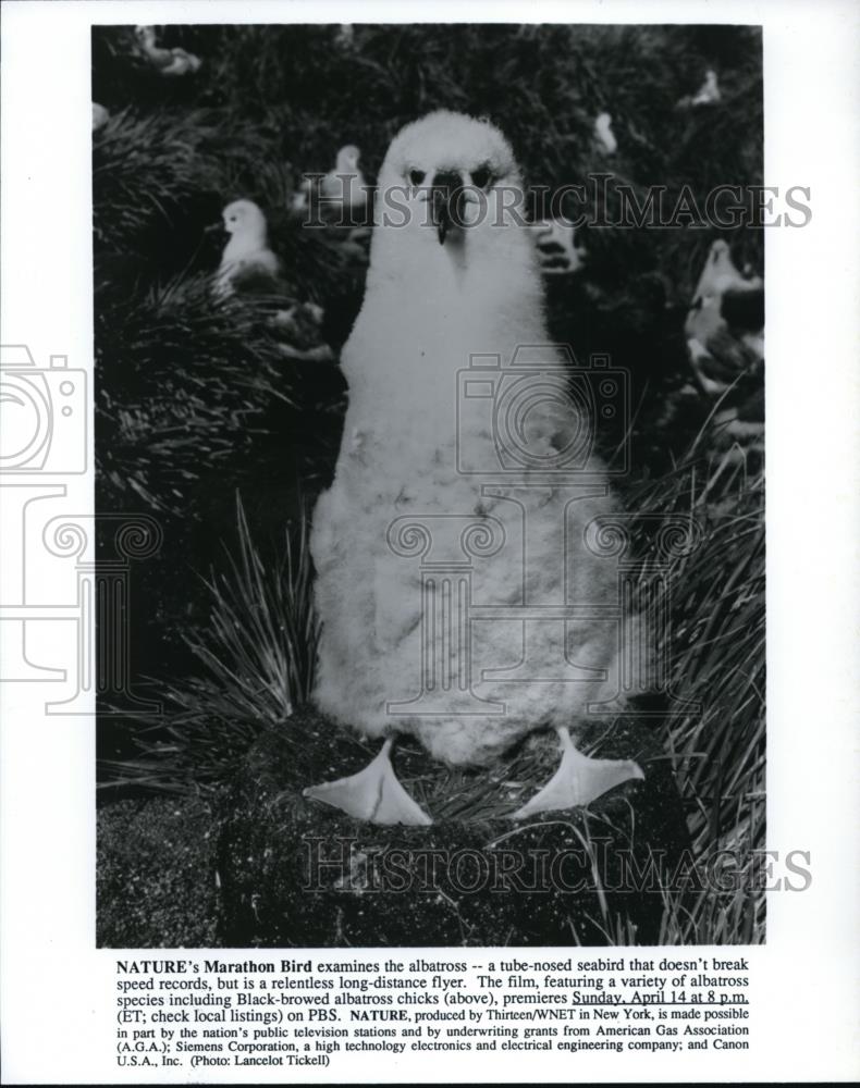 1991 Press Photo Nature's Marathon Bird examines the albatross - Historic Images